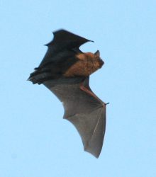 Bat pic